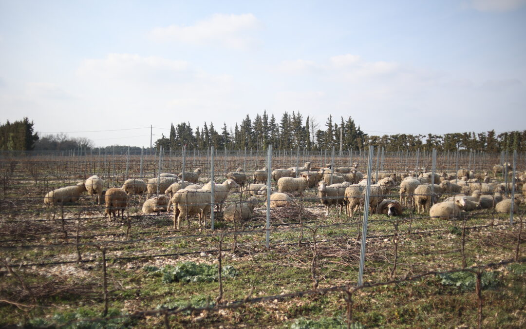 L’agropastoralisme au Domaine Brunely
