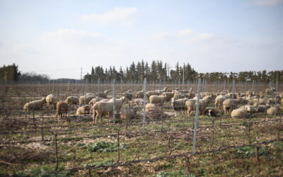 L’agropastoralisme au Domaine Brunely